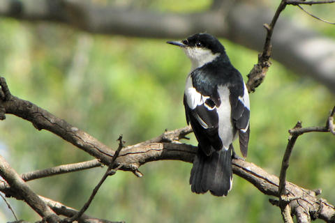 White-winged Triller (Lalage sueurii)